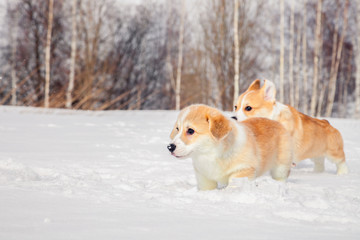 Family of red many breed welsh corgi pembroke puppy walk outdoor, run, having fun in white snow park, winter forest. Concept purebred dogs, champions for sale, lost cur, castration, sterilization