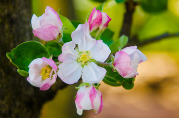 Naklejka na ściany i meble flowering tree macro, bloom close-up