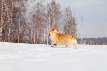 Adult red welsh corgi pembroke walk outdoor, run, having fun in white snow park, winter forest....