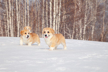 Many cute red breed welsh corgi pembroke puppy family walk outdoor, run, having fun in white snow park, winter forest. Concept purebred dogs, champions for sale, lost cur, castration, sterilization
