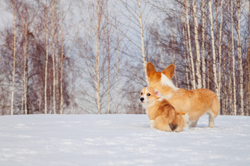 Family of red many breed welsh corgi pembroke puppies walk outdoor, run, having fun in white snow park, winter forest. Concept purebred dogs, champions for sale, lost cur, castration, sterilization