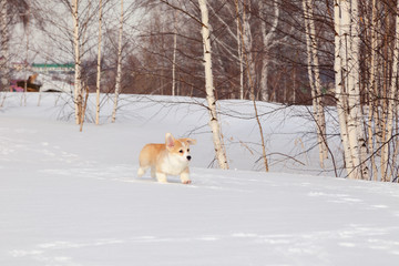 Cute red puppy welsh corgi pembroke walk outdoor, run, having fun in white snow park, winter forest. Concept purebred dog, champions for sale, lost cur, castration, sterilization