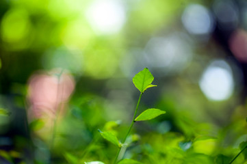 green leaves and branch on blurred background, beauty in nature for design with space to fill any thing