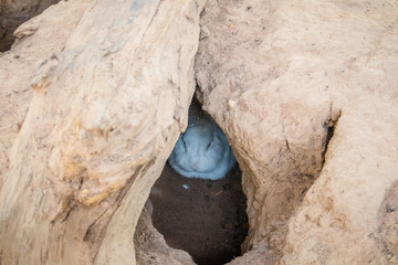 The white rabbit is in the soil cavity