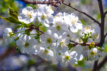 сherry blossoms, spring bloom