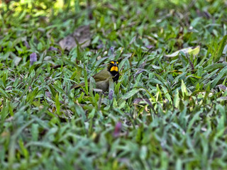 Little bird Yellow-faced Grassquits, Tiaris olivaceus, Cockscob Basin wildlife sanctuary Belize