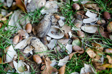 Muscheln
