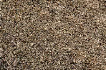 dry grass background
