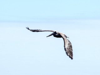 Brown pelican, Pelecanus occidentalis, fishing in the Caribbean Sea, Belize