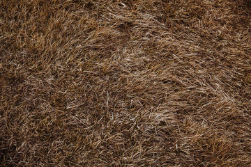 dry grass background