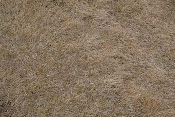 dry grass background