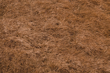 dry grass background