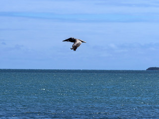 Fototapeta na wymiar Brown pelican, Pelecanus occidentalis, fishing in the Caribbean Sea, Belize