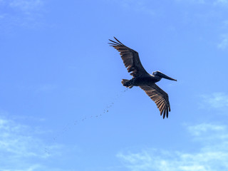Brown pelican, Pelecanus occidentalis, fishing in the Caribbean Sea, Belize