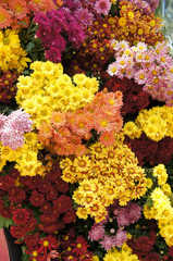 Various species and colorful of chrysanthemum flowers planted and grows in the Royal Floria Garden in Putrajaya, Malaysia.