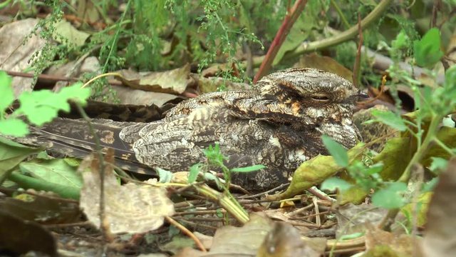 The common nightjar (Caprimulgus europaeus) is a night bird from the family of true nightjars, nesting in Eurasia and in northwestern Africa. A size larger than a thrush.