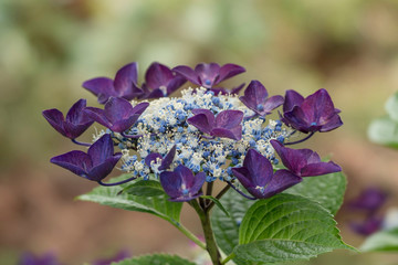 紫陽花の花
