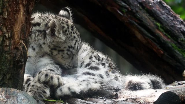 Baby snow leopard (Panthera uncia). Young snow leopard licks its fur.