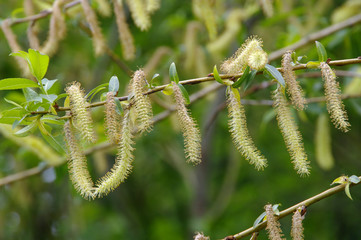 Spring day. Blooming white willow on a blurred background.