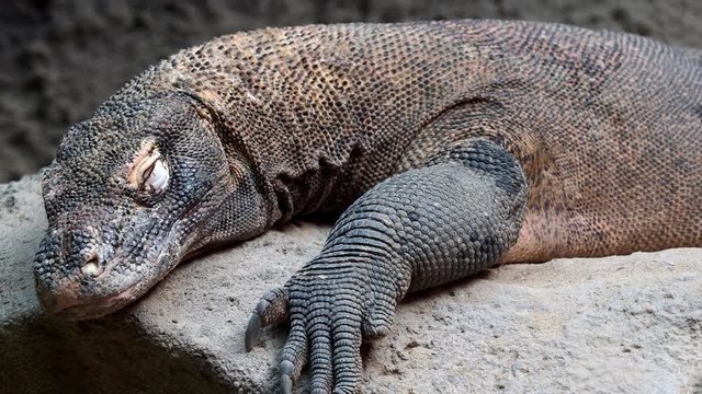 Komodo dragon, Varanus komodoensis. The largest lizard in the world is resting.