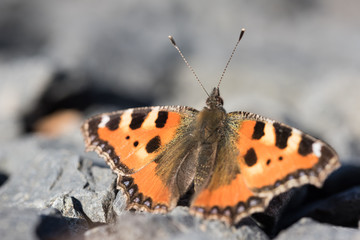 Fototapeta na wymiar Small tortoiseshell butterfly sitting on a rocky path in the sun