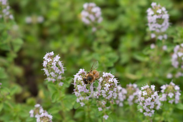 花にとまるハチ