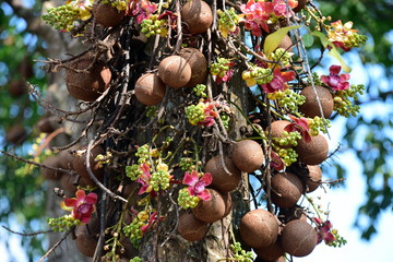 Flowers in the garden. Salanga flowers, flowers from the tree that the Lord Buddha has enlightened...