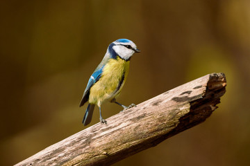 Fototapeta premium One cute blue tit bird standing on a branch in nature - Parus caeruleus