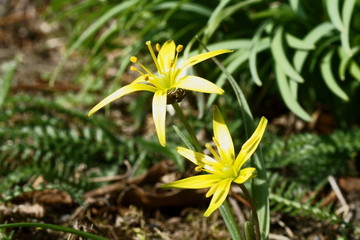 Zloć łąkowa © tadzio1964