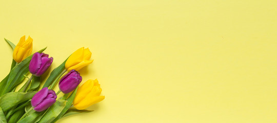 Yellow and purple flowers tulips in a bouquet on a yellow background, a festive spring background greeting card long banner