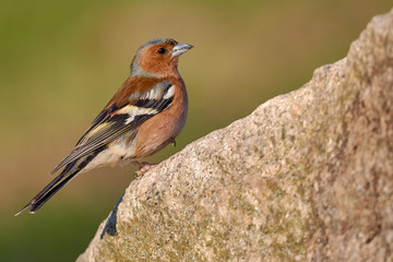 Side view of a chaffinch bird perched on a rock (Fringilla coelebs)
