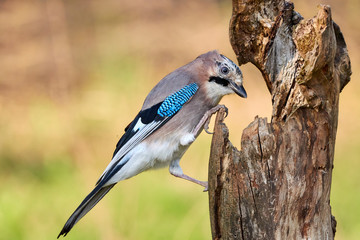 Wild Eurasian jay bird perched on a dead tree trunk in nature on vibrant background (Garrulus glandarius). Close-up animal side view  