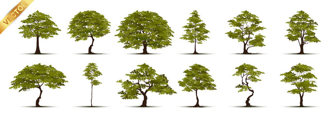 Trees Isolated on White Background