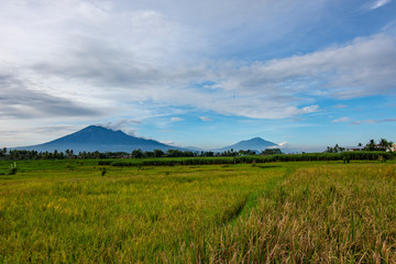 View of farmers planting rice in the morning Jawa Indonesia  3 april 2019