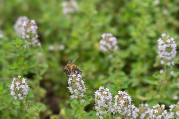 花にとまるハチ