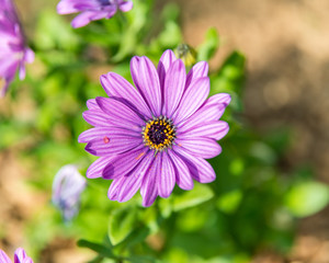 Obraz premium Fleur mauve