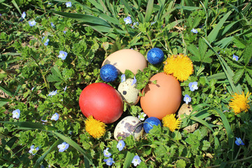 Fototapeta na wymiar Colorful Easter eggs in green grass and primrose