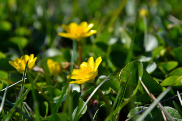 Yellow spring flowers.