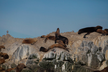 Argentinian seals 