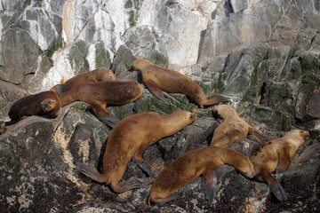 Argentinian seals 