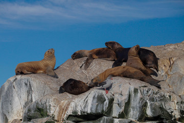 Argentinian seals 