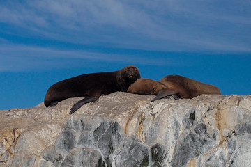Argentinian seals 