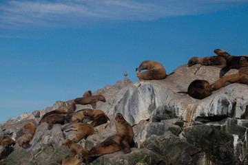 Argentinian seals 