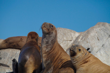 Argentinian seals 