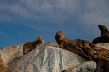 Argentinian seals 