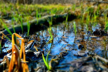 Young green shoots in the spring forest.