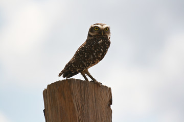 Owl