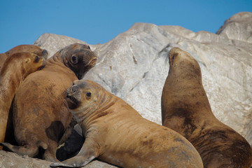 Argentinian seals 