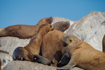 Fototapeta premium Argentinian seals 