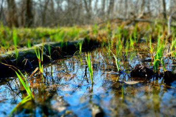 Young green shoots in the spring forest.